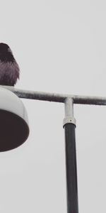 Bird,Animals,Wet,Lamp,Lantern,Raven,Minimalism