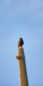 Animaux,Faune,Oiseau,Cactus,Aigle