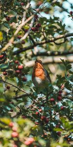 Bird,Berries,Branches,Animals