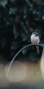 Bird,Blur,Animals,Glare