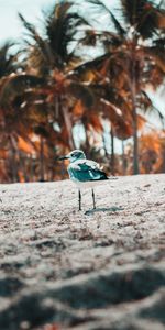 Bird,Blur,Smooth,Gull,Seagull,Animals,Sand