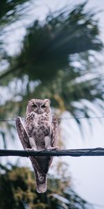 Bird,Blur,Smooth,Wire,Animals,Wires,Owl