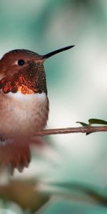 Bird,Branch,Animals,Beak