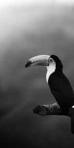 Bird,Branch,Animals,Beak,Bw,Chb,Toucan