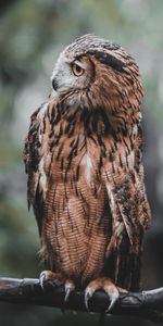 Bird,Branch,Animals,Brown,Wildlife,Owl