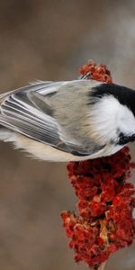 Branche,Couleur,Plumes,Oiseau,Contexte,Animaux