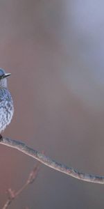 Bird,Branch,Crest,Pappus,Animals