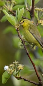 Branche,Mockingbird,Moquerie,Animaux,Plumes,Oiseau