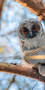 Animaux,Branche,Vue,Grand Duc,Opinion,Yeux,Oiseau,Chouette