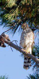 Animales,Pluma,Rama,Depredador,Pájaro,Halcón