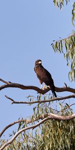 Animales,Pico,Pájaro,Rama,Depredador,Cometa