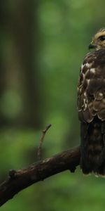 Bird,Branch,Predator,Sight,Opinion,Hawk,Animals