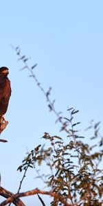 Bird,Branch,Predator,Wildlife,Animals,Eagle