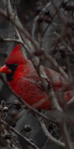 Animales,Sucursales,Ramas,Cardenal,Pico,Pájaro