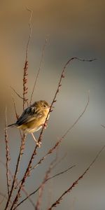 Cystique,Cystikol,Animaux,Branches,Plumes,Oiseau