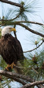 Épicéa,Animaux,Branches,Sapin,Aigle,Prédateur,Oiseau