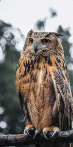 Bird,Brown,Wildlife,Eagle Owl,Animals,Owl