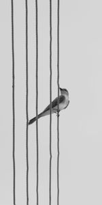 Bird,Bw,Wire,Chb,Monochrome,Wires,Minimalism