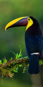 Bird,Color,Animals,Beak,Branch,Exotic,Toucan