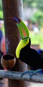 Bird,Color,Animals,Beak,Toucan,People