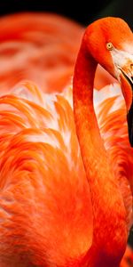 Animaux,Plumes,Couleur,Oiseau,Flamingo