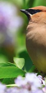 Окрас,Птица,Листья,Цветок,Животные