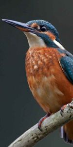 Bird,Color,Kingfisher,Animals,Branch