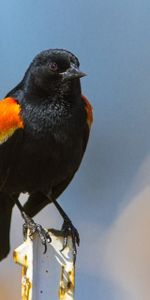 Couleur,Grive À Ailes Rouges,Grive Ailée Rouge,Animaux,Oiseau