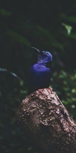 Bird,Dark,Foliage,Kingfisher