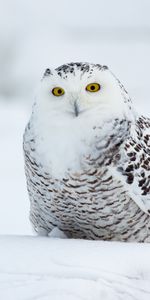 Bird,Eagle Owl,Animals,Owl,Funny