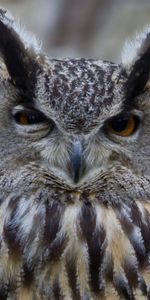 Yeux,Hibou,Chouette,Oiseau,Prédateur,Animaux