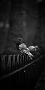 Bird,Fence,Bw,Dove,Animals,Chb