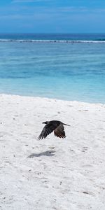 Bird,Flight,Animals,Wings,Sand,Beach