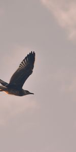 Animales,Cielo,Pájaro,Vuelo,Gaviota