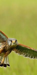 Bird,Flight,Sweep,Kestrel,Animals,Wings,Wave