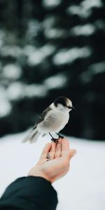 Bird,Grain,Animals,Hand,Corn