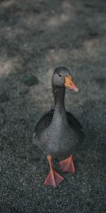 Bird,Grey,Goose,Feathered,Animals