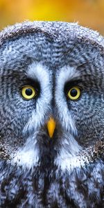 Bird,Grey,Opinion,Animals,Sight,Eyes,Owl