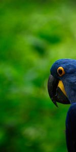 Animales,Pico,Pájaro,Cabeza,Loros