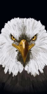 Bird,Head,Art,Eagle