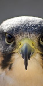 Bird,Head,Peregrine Falcon,Animals,Beak