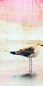 Texture,Taches,Image,Oiseau,Textures,Contexte,Photo