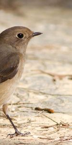 Plumage,Animaux,Marron,Oiseau,Terre