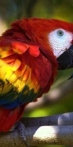 Animales,Pájaro,Rama,Guacamayo,Loros