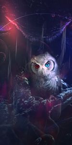 Bird,Motley,Art,Eyes,Multicolored,Owl