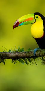 Toucan,Le Bec,Bec,Branche,Multicolore,Animaux,Hétéroclite,Oiseau