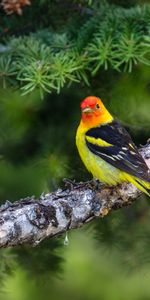 Bird,Motley,Branch,Animals,Feather,Multicolored