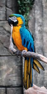 Bird,Motley,Branch,Macaw,Animals,Parrots,Multicolored