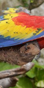 Bird,Motley,Macaw,Animals,Parrots,Multicolored