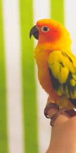 Bird,Multicolored,Animals,Motley,Parrots